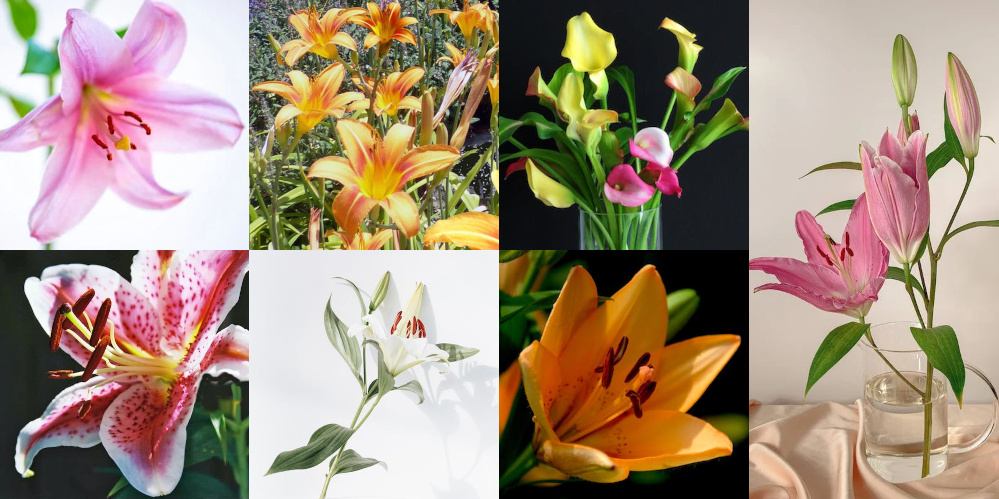 Are day lilies clearance poisonous to dogs