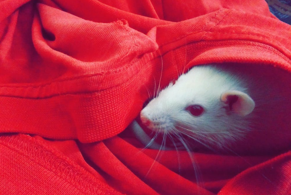 Mouse inside red shirt