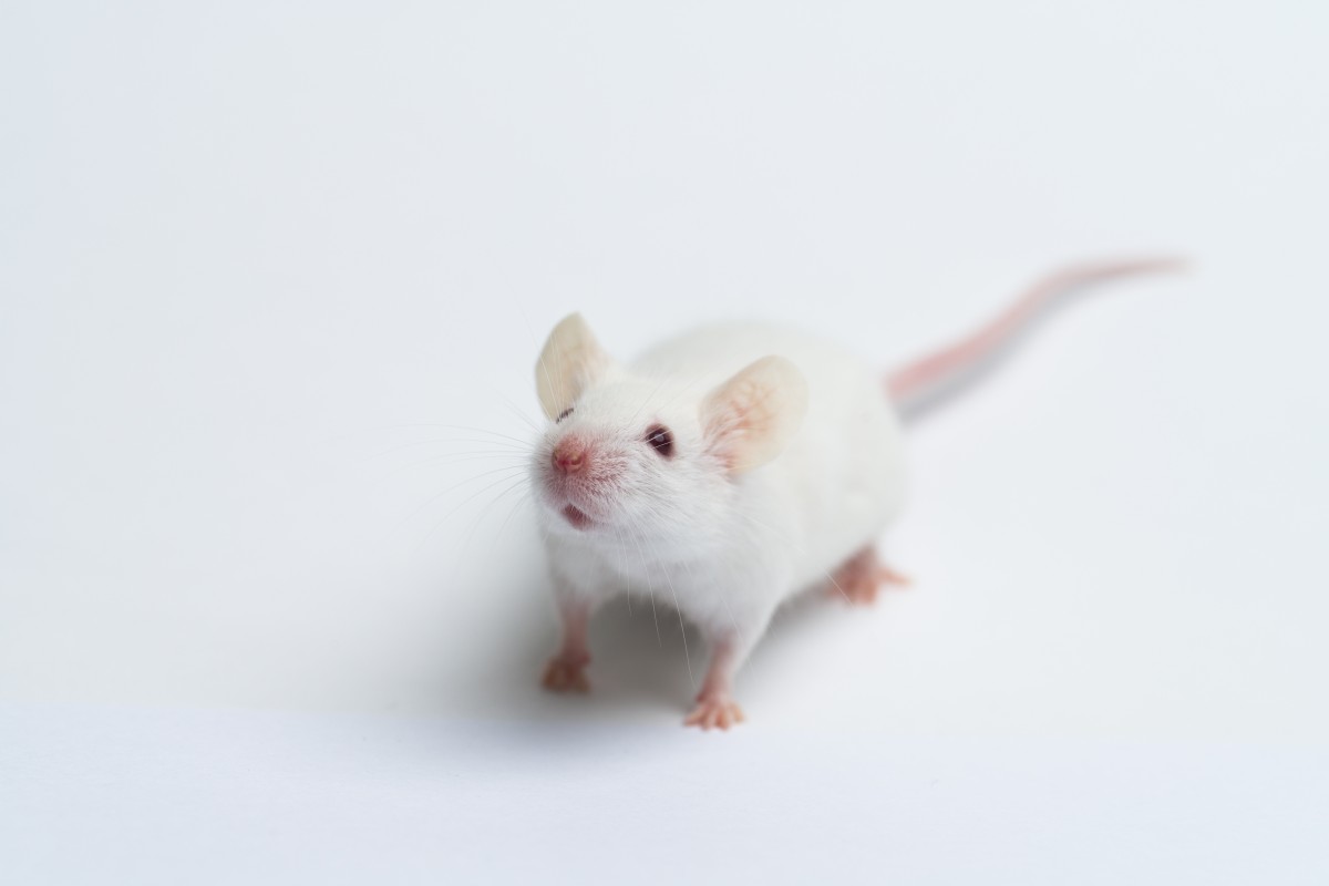 What kind of environment should I provide for my mice? – RSPCA Knowledgebase