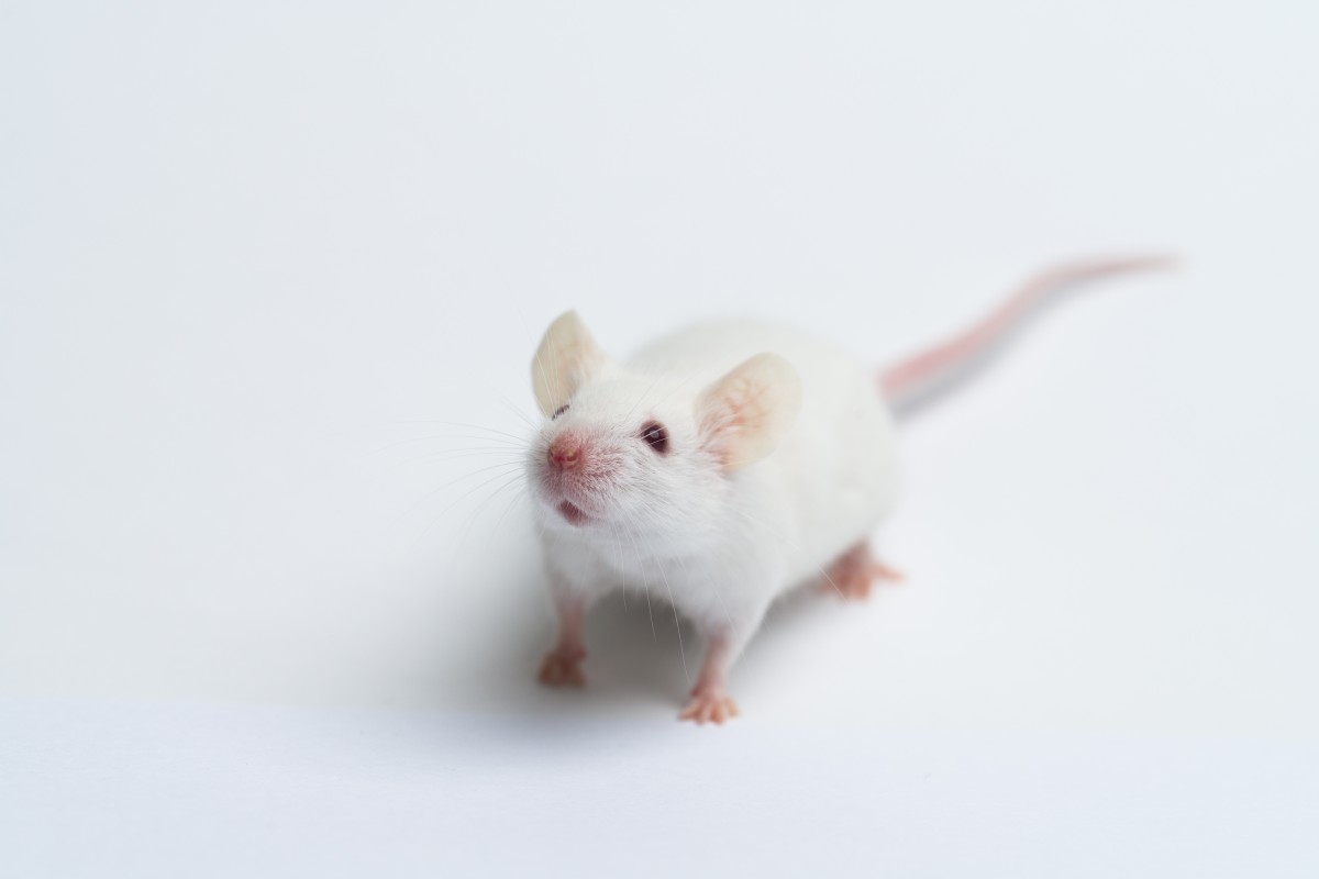 Mouse on white bg