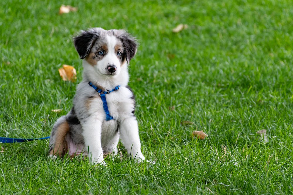 how soon can puppies be away from mom