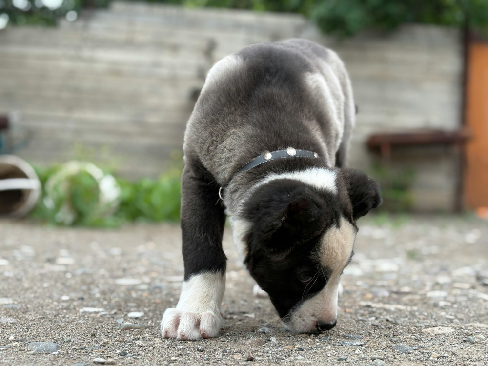 Puppy sniffing ground