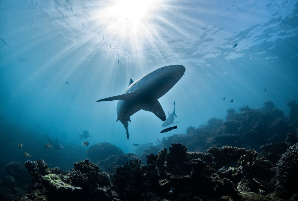 Shark Silhouette