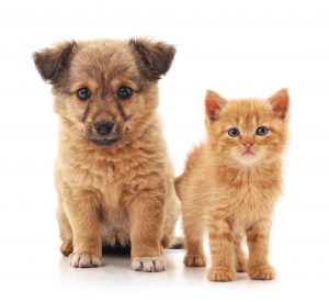 Puppy and kitten sitting looking at camera