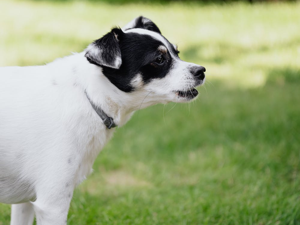 What causes dogs to bark excessively? – RSPCA Knowledgebase