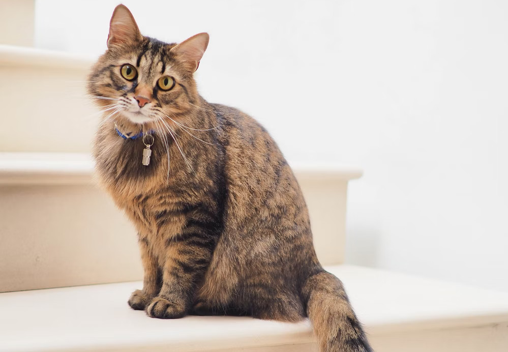 Is it okay to keep my cat at home all of the time? – RSPCA ...