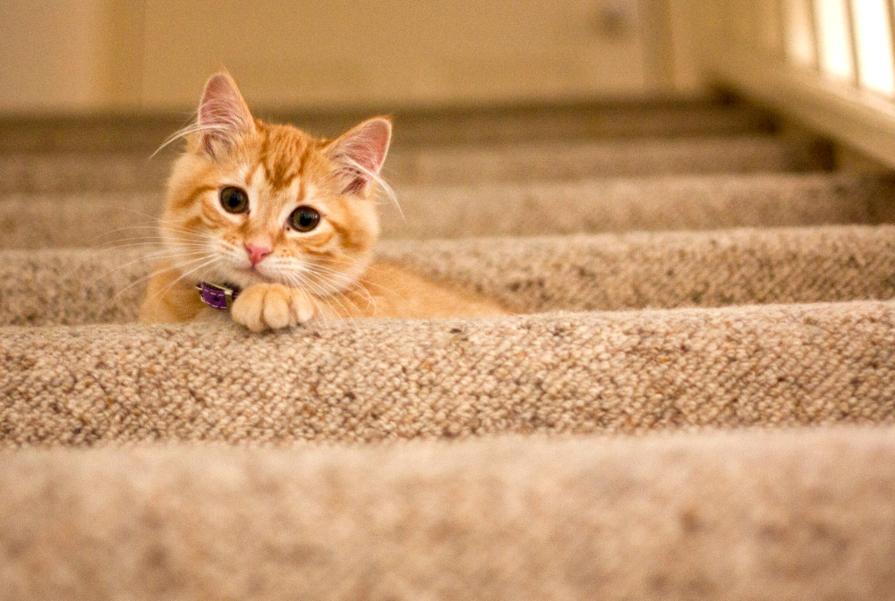 Tabby on stair case