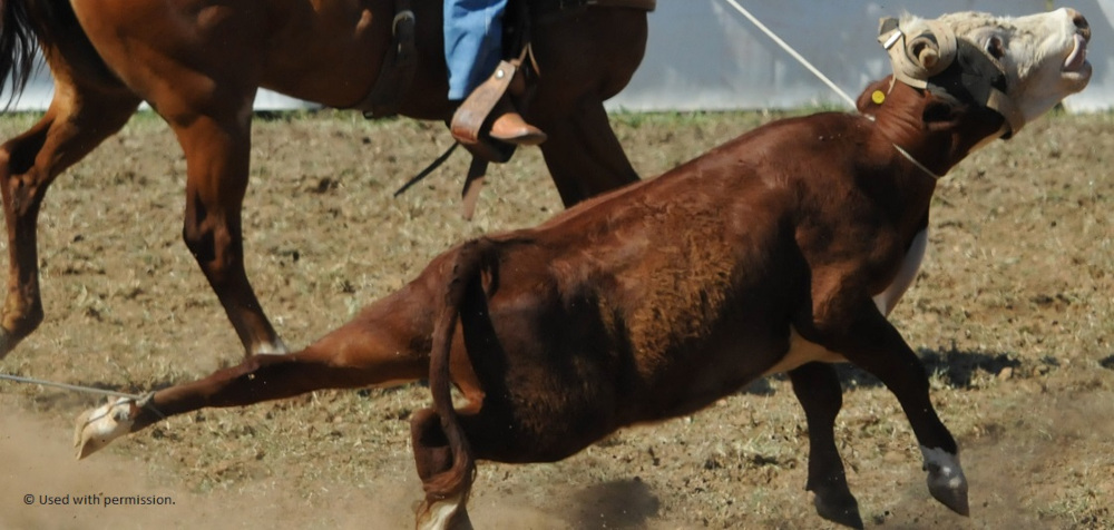 Team roping