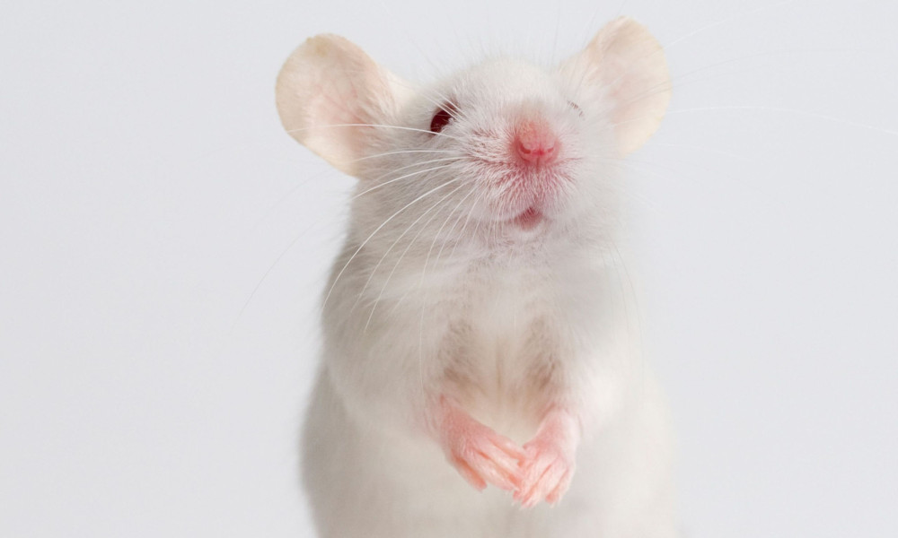 White mouse animal testing