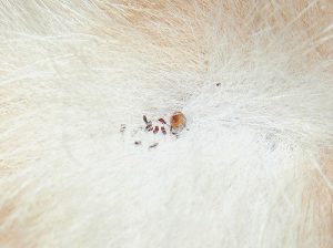 Adult Fleas in Fur