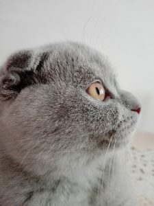 Scottish Fold kitten