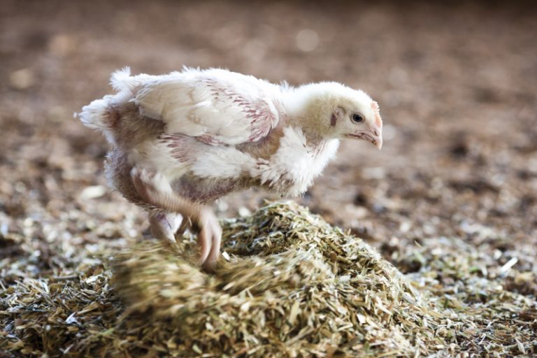 Why is environmental enrichment important for meat chicken welfare? RSPCA Knowledgebase