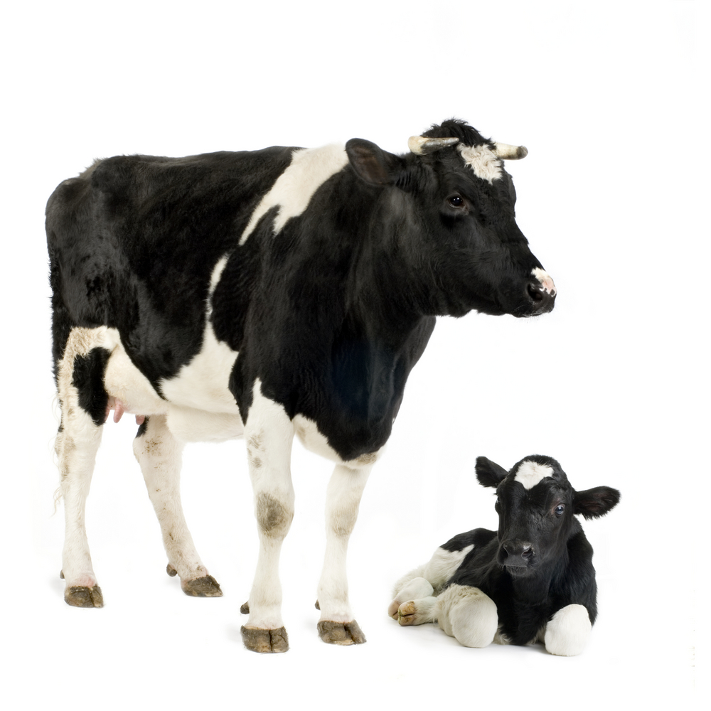 Cow and sitting calf