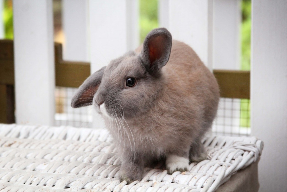 Rabbit litter floor mat - Bunny Supply - Rabbit floor mat - Flop Bunny