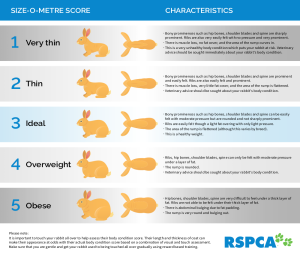 How Do I Care For My Rabbits? – Rspca Knowledgebase