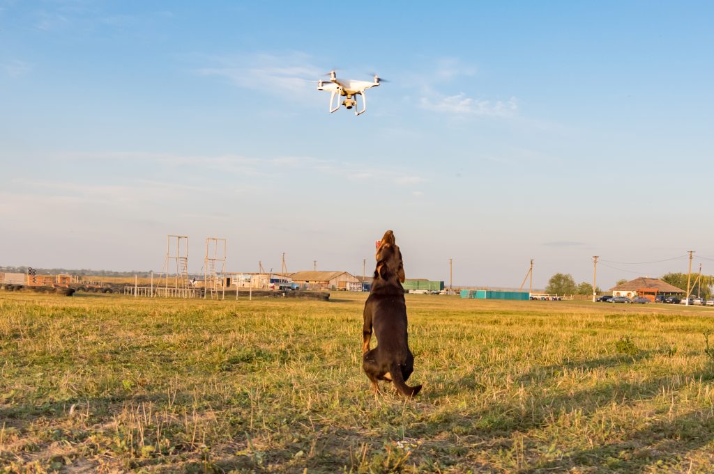 Kelpie looking at hovering drone