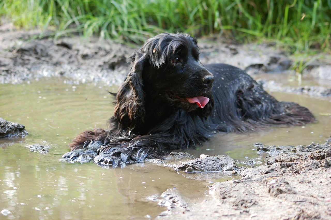 can humans get leptospirosis from dogs