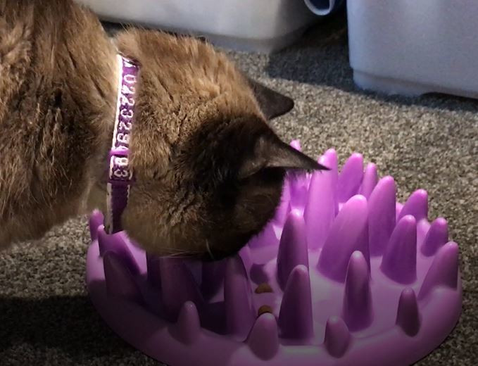 Northmate Interactive Cat Feeder - Purple