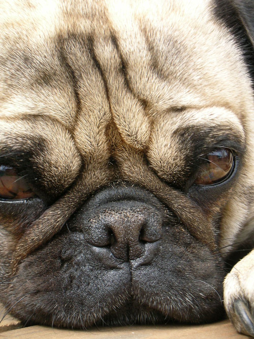 Dog Nostrils Brachycephalic