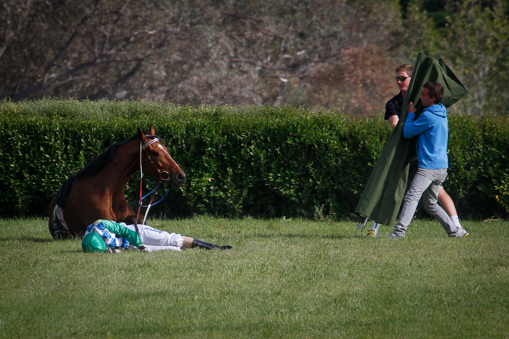 Why do horses die from competing in jumps racing? RSPCA Knowledgebase