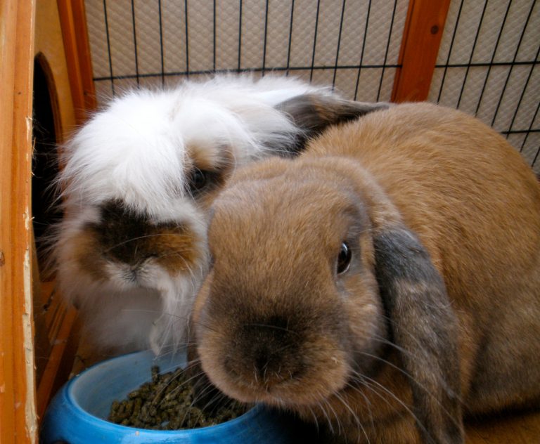 Why is rabbit bonding important and how is it done? RSPCA Knowledgebase