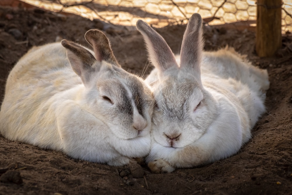 two female rabbits fighting