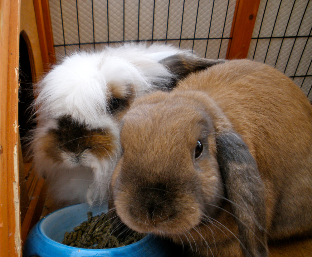 two female rabbits fighting