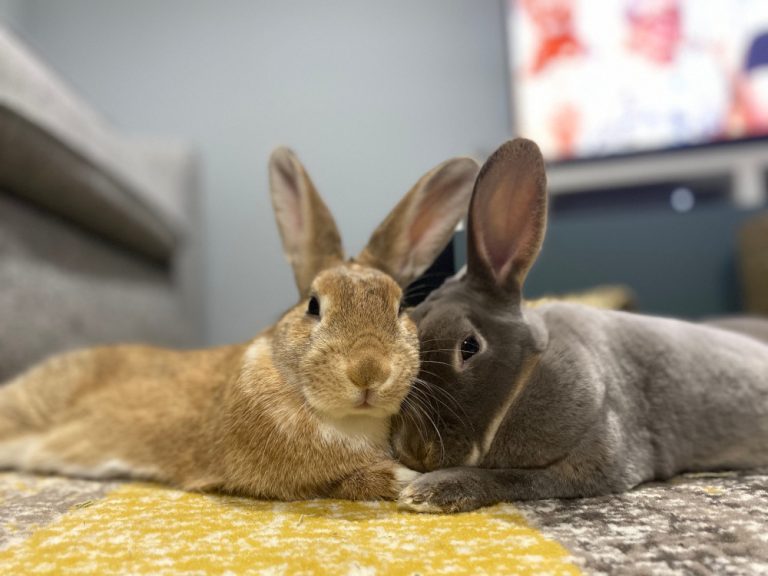 What companionship do rabbits need? RSPCA Knowledgebase