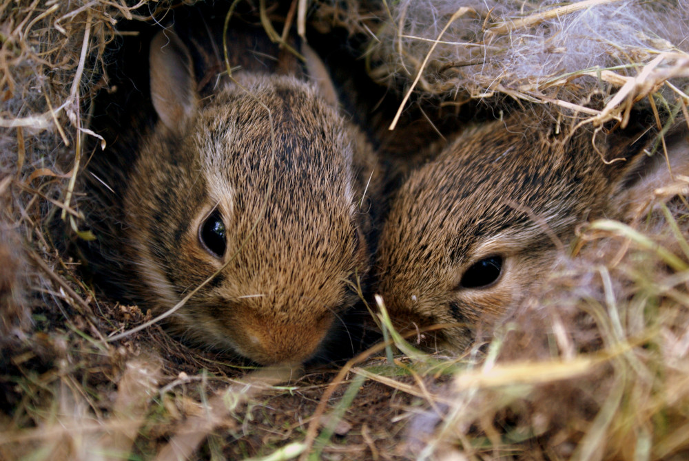 What Companionship Do Rabbits Need Rspca Knowledgebase