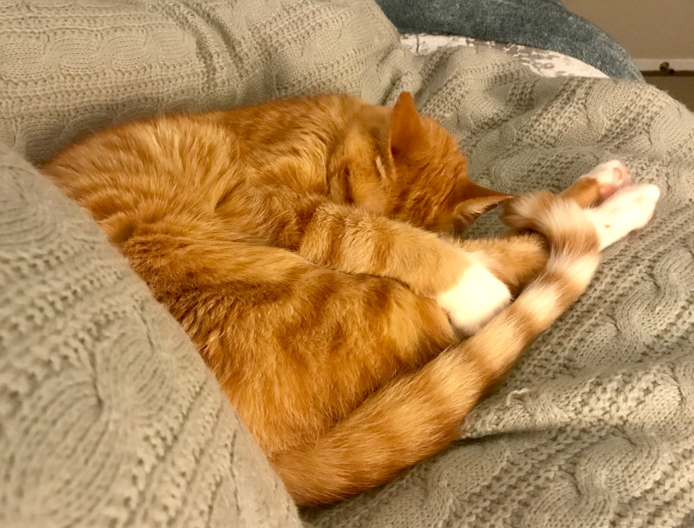 cosy ginger cat