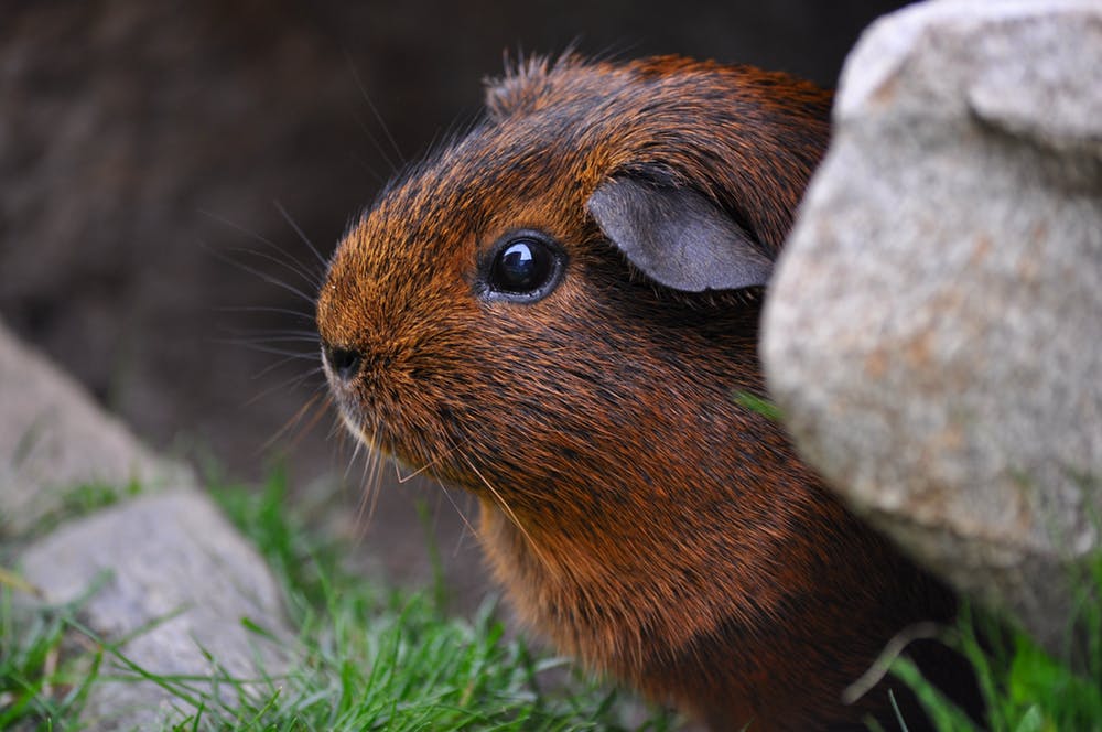 how to keep a guinea pig healthy