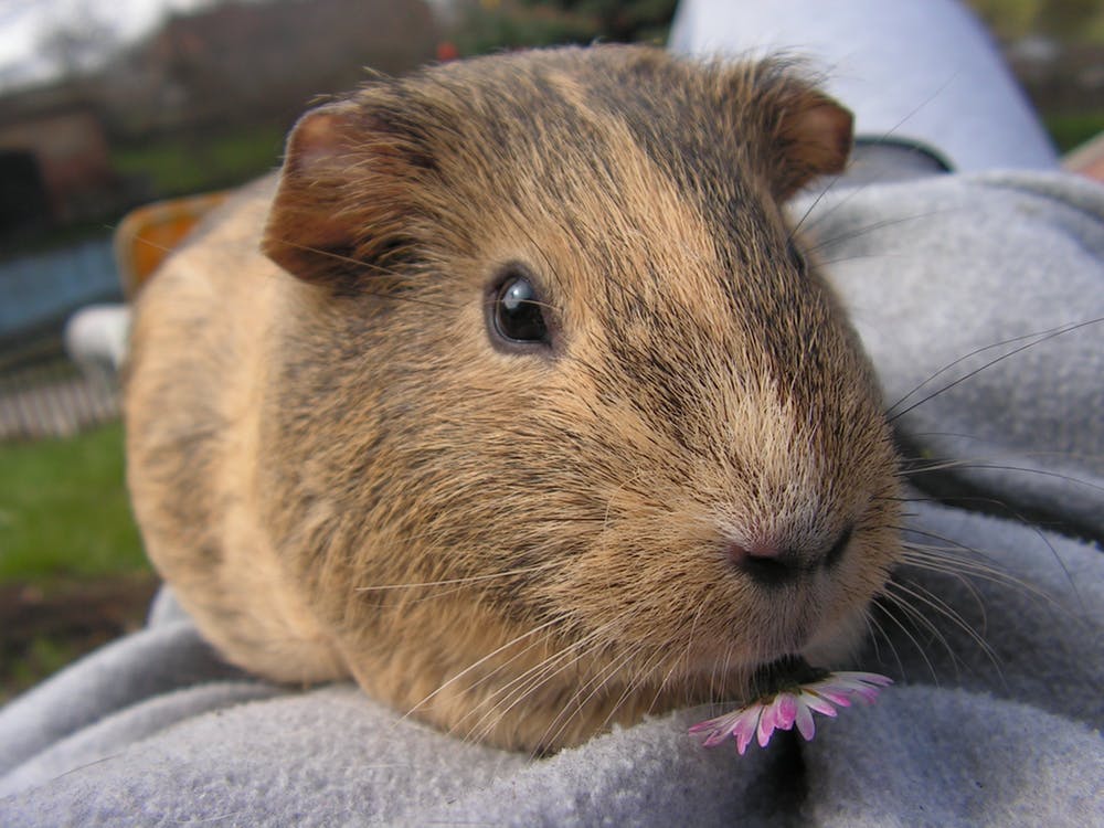 lethargic guinea pig