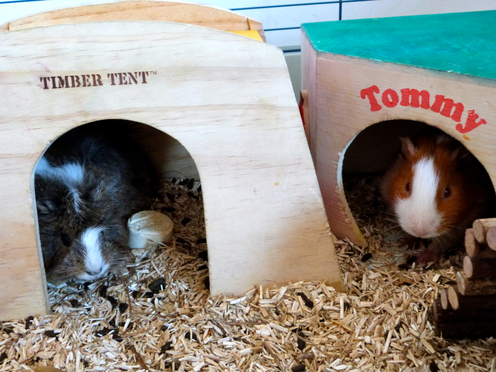 wood chips for guinea pigs