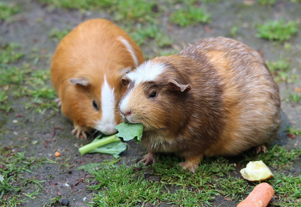 can guinea pigs live with cats and dogs