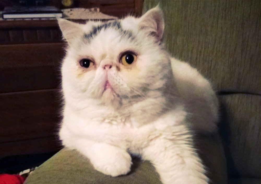 Persian cat best sale short legs