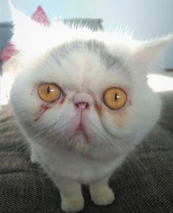 munchkin cat with flat face