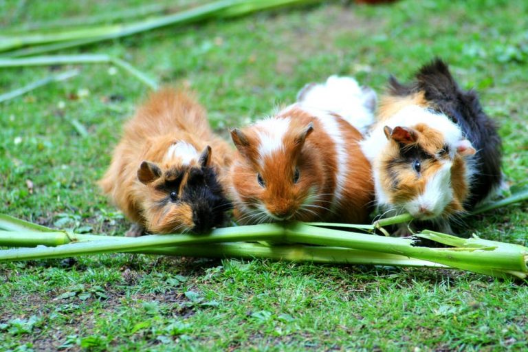 How should I keep and care for my guinea pigs? RSPCA Knowledgebase