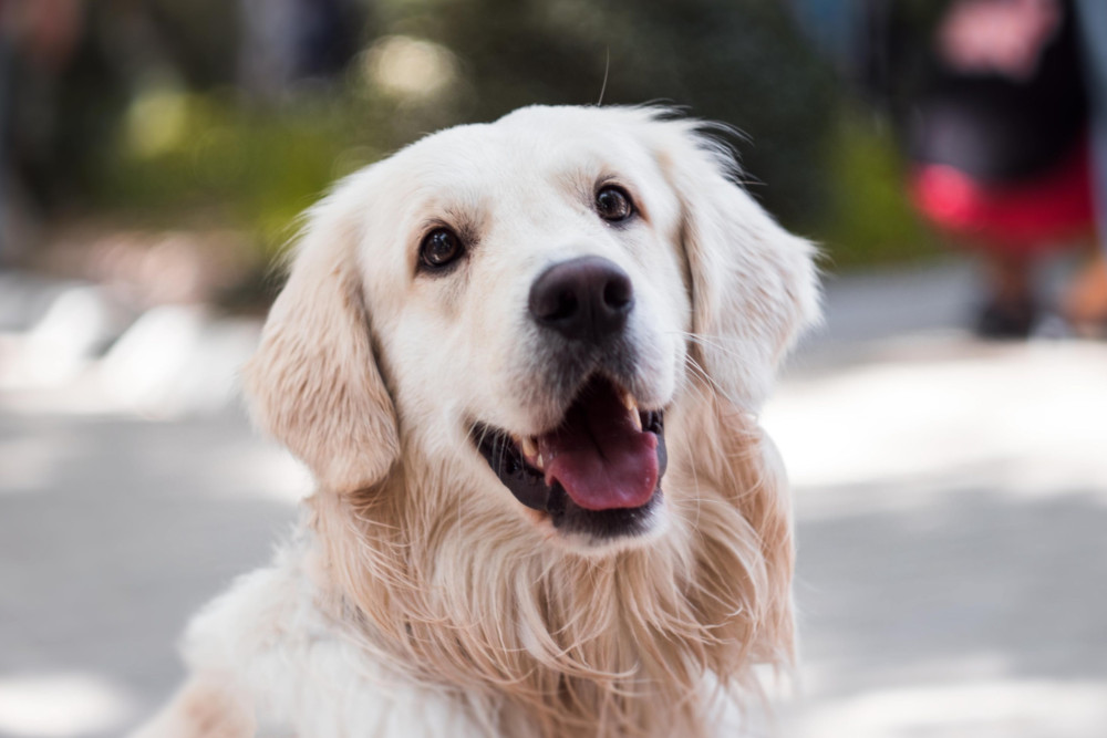 how does a dog become a blood donor