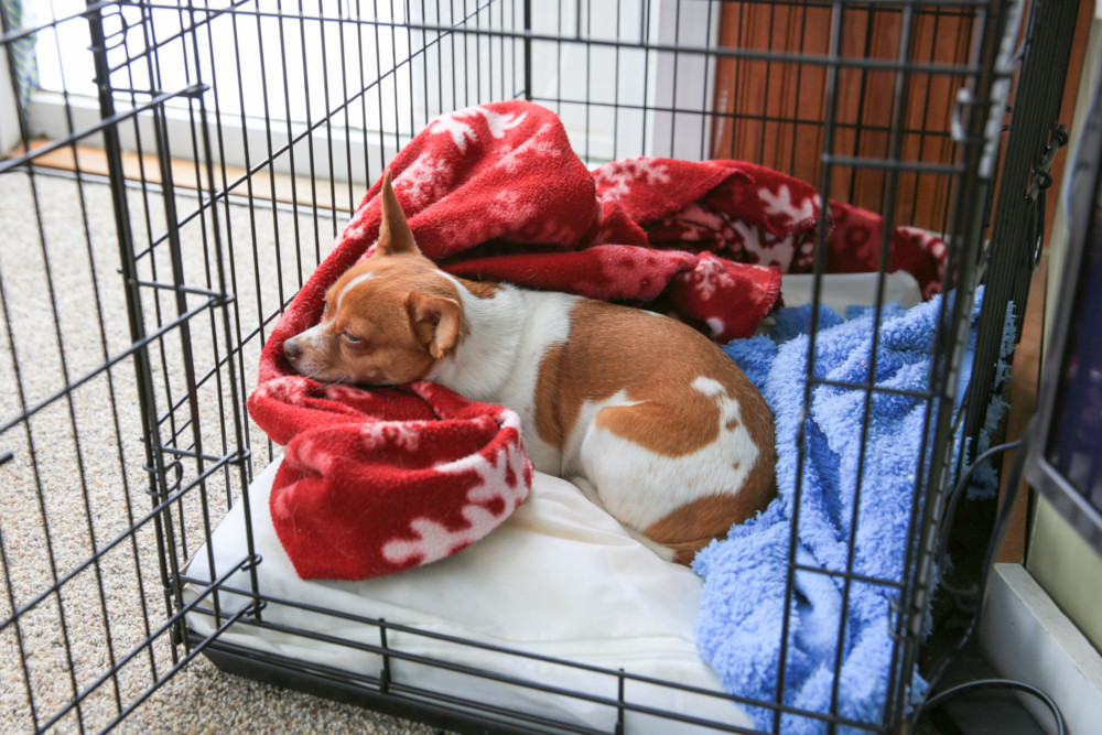 Why and how should I crate train my dog? RSPCA Knowledgebase