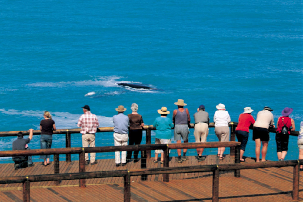 Tourists Whale Watching