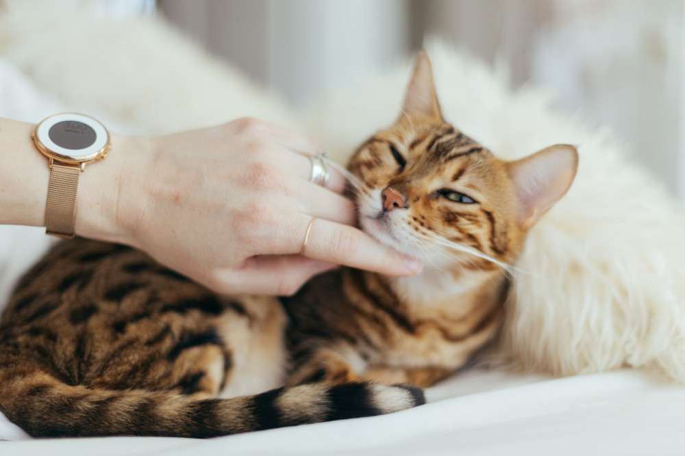 cat and dog hug