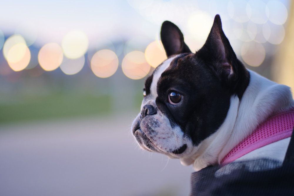 Boas in hot sale french bulldogs