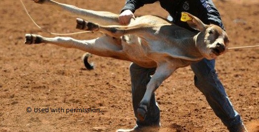 What Are The Animal Welfare Issues With Calf Roping In Rodeos Rspca Knowledgebase