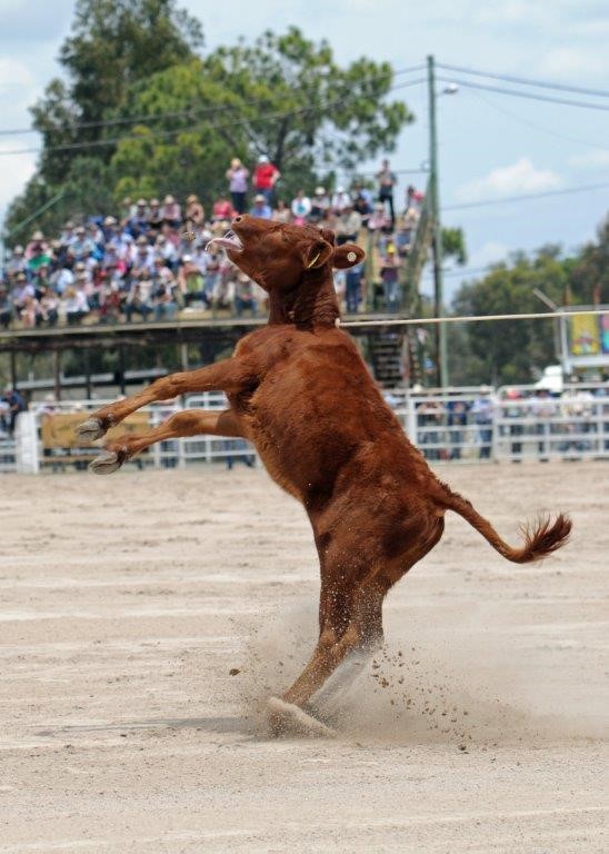 Team Roping Basics   Calf Roping Violent 