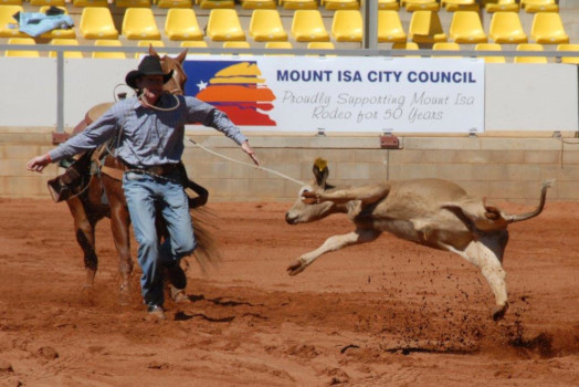 What Are The Animal Welfare Issues With Calf Roping In Rodeos Rspca Knowledgebase