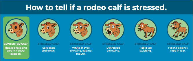 Infographic of calf stress