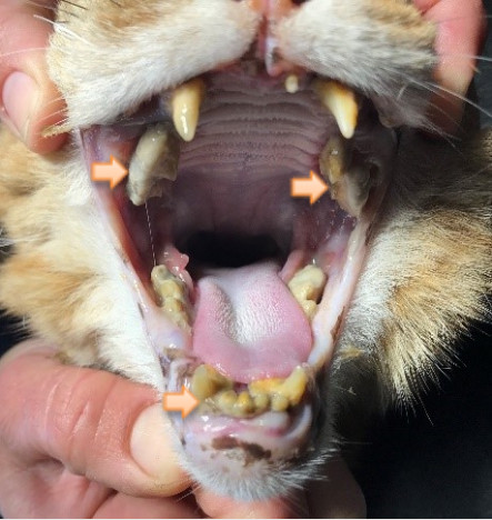 Cat periodontal disease outlet treatment