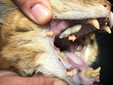 Cat tooth clearance infection home remedy