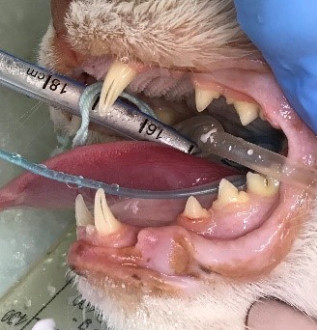 can gingivitis kill a dog