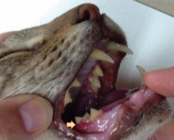 Cat inflamed gums store treatment